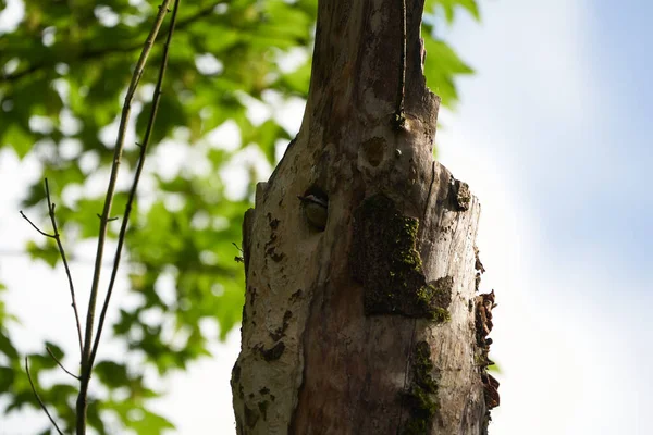 Grote gevlekte specht Dendrocopos grote Zwitserland voorzijde van zijn stamboom geheel — Stockfoto