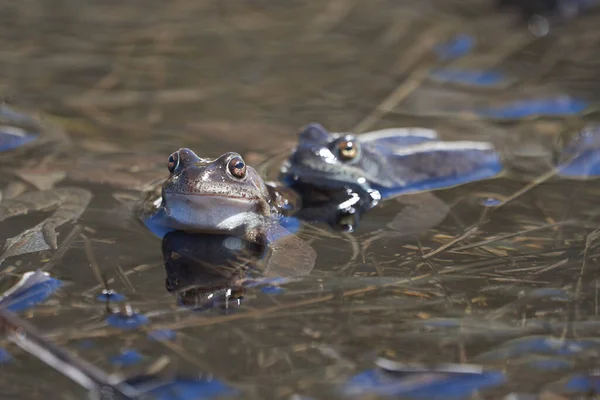 Vízi béka Pelophylax és Bufo Bufo a hegyi tóban gyönyörű visszatükröződése szemek Tavaszi párzás — Stock Fotó