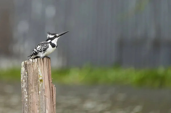 Pied kingfisher Ceryle rudis Portrait of a water fish hunter — Stock Photo, Image