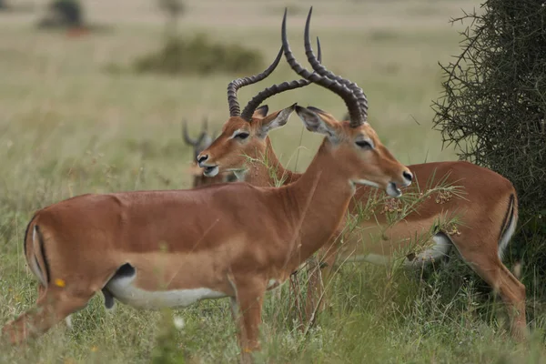 Impala Grubu İmpalas Antilop Afrika 'nın Portresi Safari