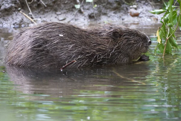 European Beaver Eurasian Castor Fiber Portrait River — Stok Foto