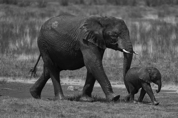 Elefante bebé Amboseli - Big Five Safari -Bebé elefante africano arbusto Loxodonta africana —  Fotos de Stock