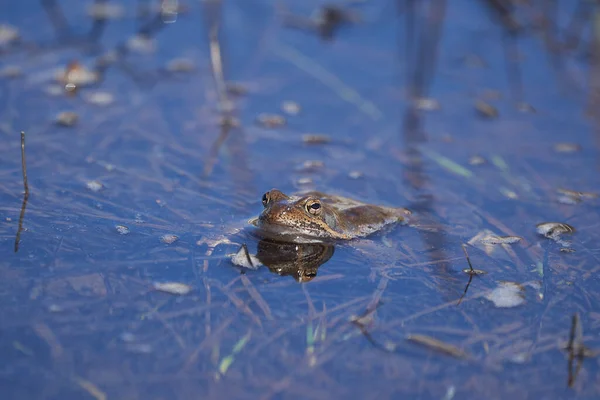 Vodní žába Pelophylax a Bufo Bufo v horském jezeře s krásným odrazem očí Jarní krytí — Stock fotografie