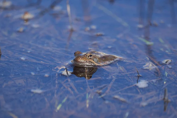 Żaba wodna Pelofilax i Bufo Bufo w górskim jeziorze z pięknym odbiciem oczu Wiosna Kojarzenie — Zdjęcie stockowe