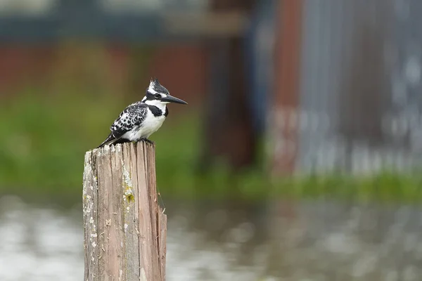 Pied kingfisher Ceryle rudis Portrait of a water fish hunter — Stock Photo, Image