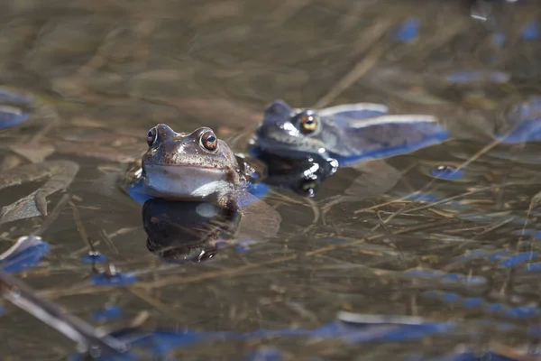 Rana de agua Pelophylax y Bufo Bufo en lago de montaña con hermoso reflejo de los ojos Primavera apareamiento —  Fotos de Stock