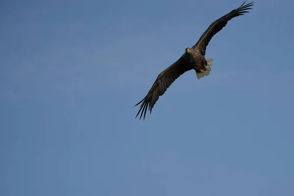 Aigle à queue blanche capture anguille Raptor Lake ailes de chasse Voler — Photo