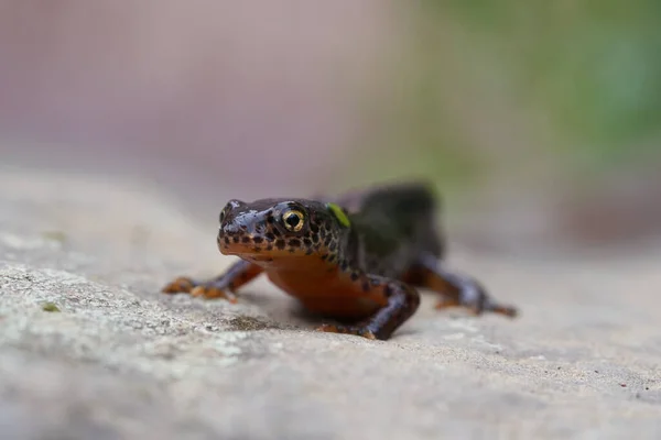 高山新Ichthyosaura alpestris Amphibian Orange Belly — 图库照片