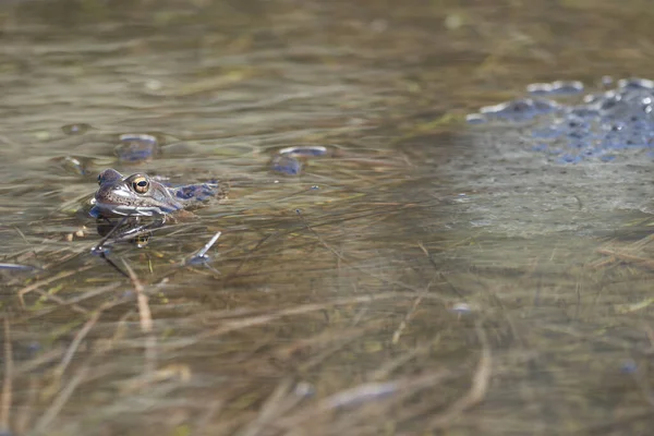 Wasserfrosch Pelophylax und Bufo Bufo in Bergsee mit schöner Reflexion der Augen Spring Paarung — Stockfoto