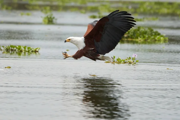 Poisson africain Aigle de mer Pêche Lac de poisson Chasse Haliaeetus vocifer — Photo