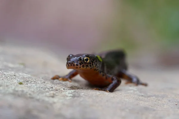 Tritón alpino Ichthyosaura alpestris Anfibio Naranja Vientre — Foto de Stock