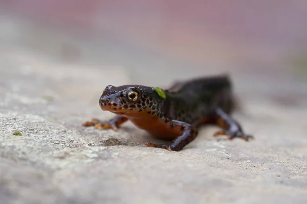 Alpiene salamander Ichthyosaura alpestris Amfibie Oranje Buik — Stockfoto