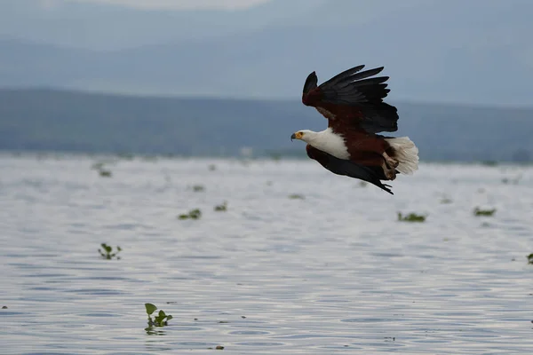 Afrikansk fisk hav örn fånga fisk sjö jakt Haliaeetus vocifer — Stockfoto