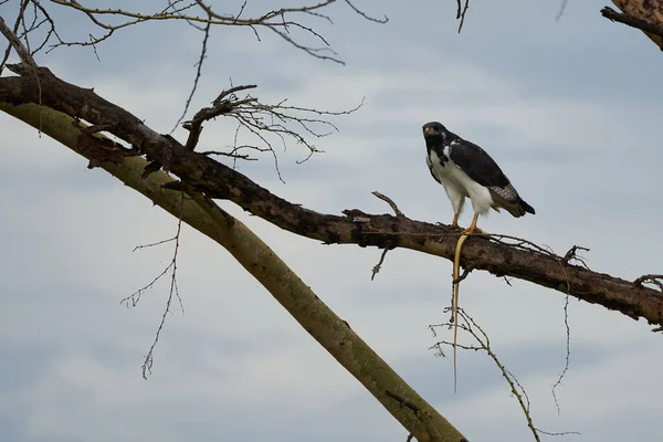 Augur buizerd Paar Buteo augurarge Afrikaanse roofvogel met vangst oostelijk groene mamba Dendroaspis angusticeps zeer giftige slang — Stockfoto