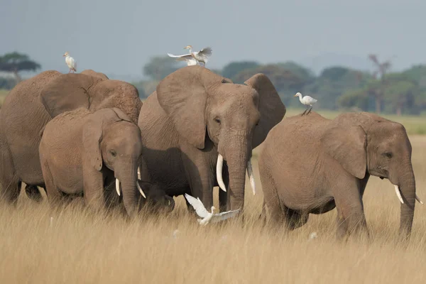 Elephant Group Amboseli - Большая Пятерка Сафари белая цапля Африканский слон Loxodonta affa — стоковое фото