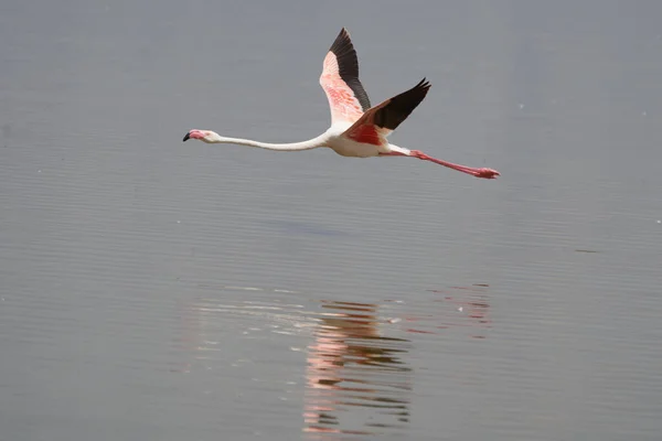 Flamingo Phoenicopteridae wading Africa beautiful colourful Lake Reflection Flight Stock Picture