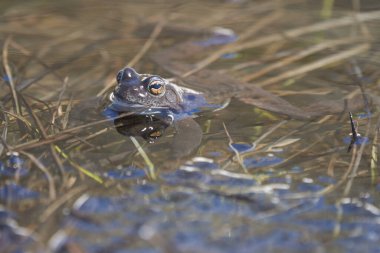 Su kurbağası Pelophylax ve Bufo Bufo dağ gölünde gözlerinde güzel bir yansımayla bahar çiftleşmesi