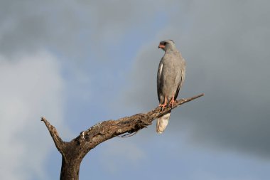 Doğu Goshawk soluk tenli karga kuşu ya da Somali ilahileri söyleyen kartal Melierax poliopterus Karanlık tezahüratlı kartal Melierax metabat 