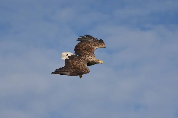 Aigle à queue blanche capture anguille Raptor Lake Hunting — Photo