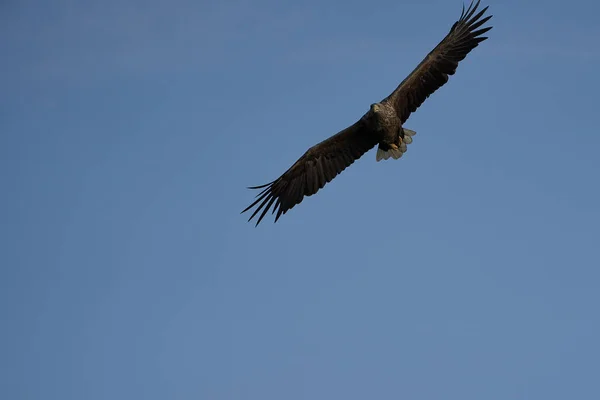 White tailed águia captura enguia Raptor Lake Hunting Asas Voando — Fotografia de Stock