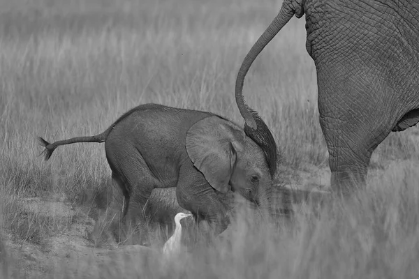 Słoń Baby Amboseli - Big Five Safari - Baby African bush słoń Loxodonta africana — Zdjęcie stockowe