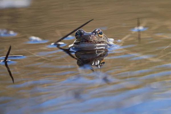 Vodní žába Pelophylax a Bufo Bufo v horském jezeře s krásným odrazem očí Jarní krytí — Stock fotografie