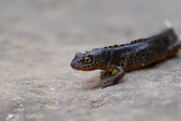 Alpine newt Ichthyosaura alpestris Amphibian Orange Belly — Stock Photo, Image