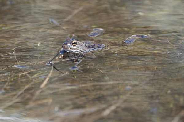 Rana de agua Pelophylax y Bufo Bufo en lago de montaña con hermoso reflejo de los ojos Primavera apareamiento —  Fotos de Stock