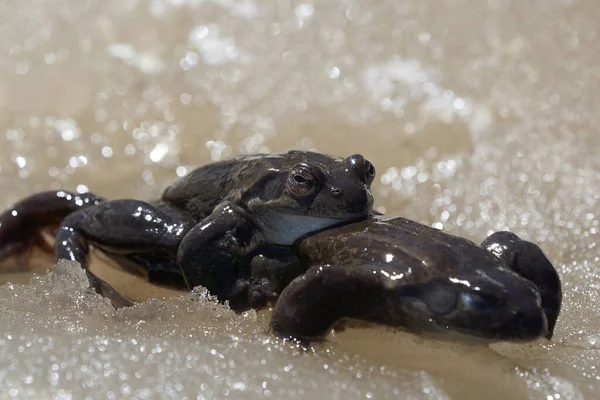 Bufo Bufo i fjällsjö med vacker reflektion av ögon Spring Awakening parning is — Stockfoto