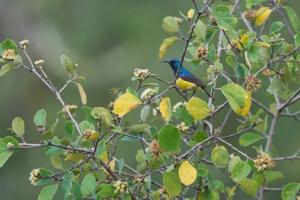 Желтобрюхая солнечная птица Cinnyris venustus Nectarinia venusta в Кении — стоковое фото