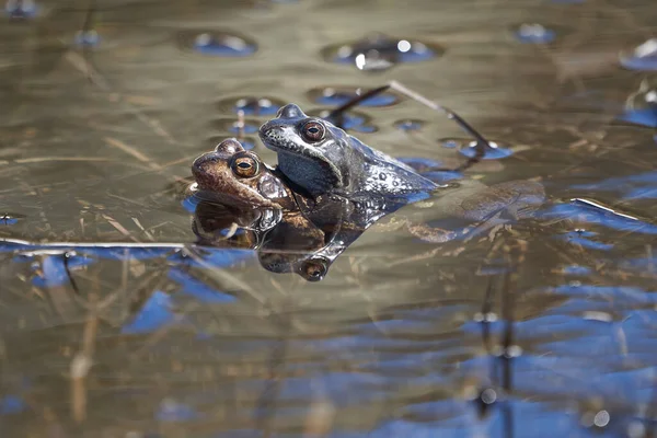 Vodní žába Pelophylax a Bufo Bufo v horském jezeře s krásným odrazem očí Jarní krytí — Stock fotografie