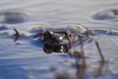 Su kurbağası Pelophylax ve Bufo Bufo dağ gölünde gözlerinde güzel bir yansımayla bahar çiftleşmesi