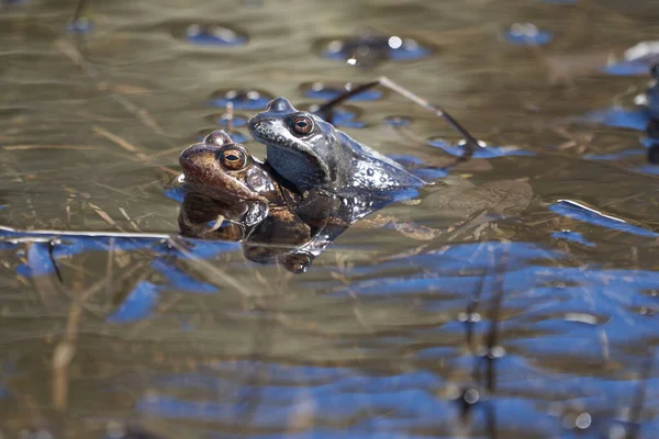 Rana de agua Pelophylax y Bufo Bufo en lago de montaña con hermoso reflejo de los ojos Primavera apareamiento —  Fotos de Stock