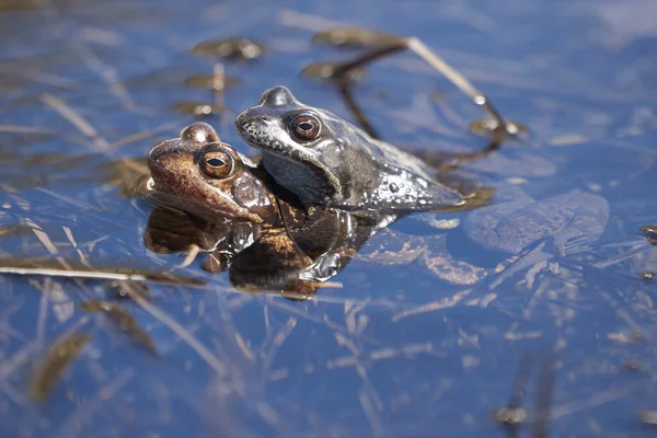 Rana de agua Pelophylax y Bufo Bufo en lago de montaña con hermoso reflejo de los ojos Primavera apareamiento —  Fotos de Stock