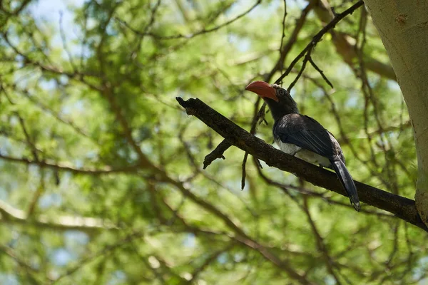 목 이 불룩 한 뿔 (Hornbill) Lophoceros alboterminatus Portrait of a African hornbill. — 스톡 사진