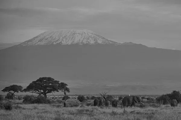 Elephant Group Amboseli - Big Five Safari -Kilimanjaro African bush elephant Loxodonta africana