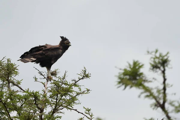 Gekroonde adelaar Afrikaanse gekroonde adelaar havik Stephanoaetus coronatus Lake Nakuru Kenia — Stockfoto