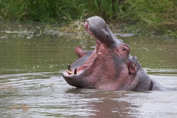Flodhästen Hippopotamus amfibieAfrika Safari Porträtt Vatten Ute öppet vrål — Stockfoto