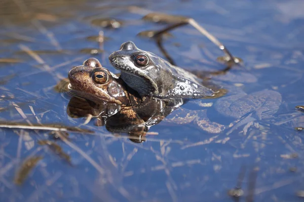 Rana de agua Pelophylax y Bufo Bufo en lago de montaña con hermoso reflejo de los ojos Primavera apareamiento —  Fotos de Stock