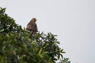 Siyah Uçurtma Portresi Milvus Milvus Ngorongoro Krateri 