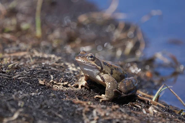 Water frog Pelophylax and Bufo Bufo in mountain lake with beautiful reflection of eyes Spring Mating — Stock Photo, Image