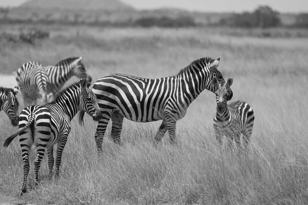 Plains zebra Equus quagga- Big Five Safari Zwart-wit gestripte Kilimanjaro — Stockfoto