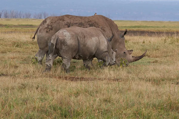 Rinoceronte Bebê e Mãe Rinoceronte com Rinoceronte Branco Pássaro Rinoceronte Quadrado Ceratotherium simum — Fotografia de Stock