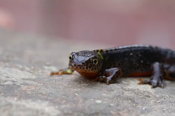 Alpine newt Ichthyosaura alpestris Amphibian Orange Belly — Stock Photo, Image