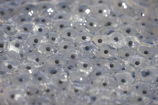 Frog Toad Spawn Texture Macro Bright Mountain Light