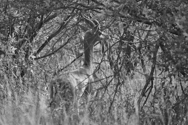 Gerenuk Litocranius walleri Giraffen Gazellenantilope Amboseli — Stockfoto