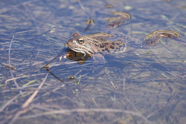 Vízi béka Pelophylax és Bufo Bufo a hegyi tóban gyönyörű visszatükröződése szemek Tavaszi párzás — Stock Fotó