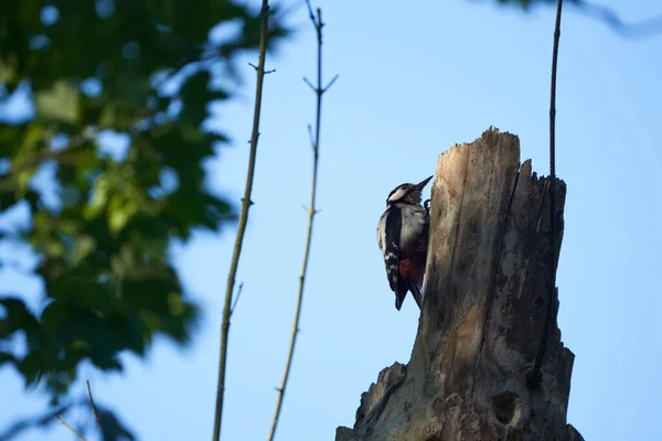 Grand pic tacheté Dendrocopos majeur Suisse devant son arbre de maison entier — Photo