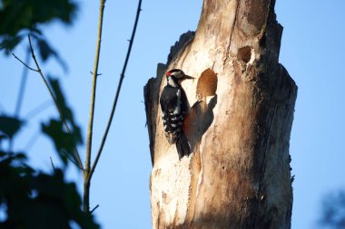 Büyük benekli ağaçkakan Dendrocopos Büyük İsviçre 'nin tüm ağaçlarının önünde