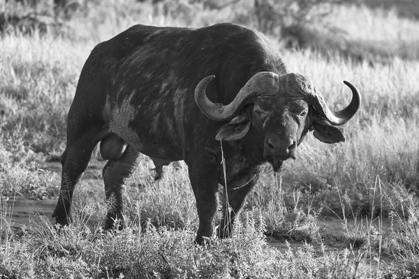 Africano Água búfalo Serengeti - Syncerus caffer Big Five Safari — Fotografia de Stock